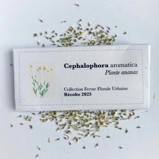 Cephalophora aromatica